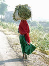 Indian woman with fodder